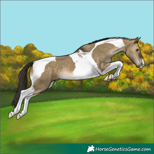 Horse Color:Buckskin Dun Tobiano 