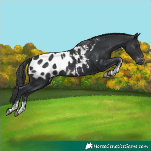 Horse Color:Powder White Black Blanket Rabicano