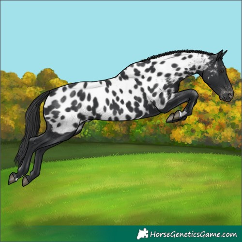 Horse Color:Black Near Leopard