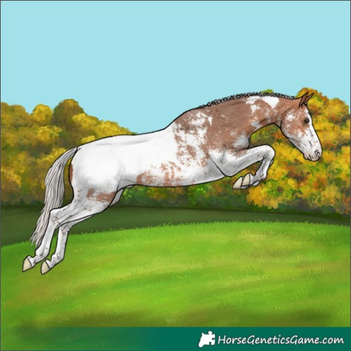 Horse Color:Silver Bay Sabino Tobiano Snowcap 