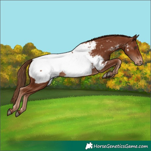 Horse Color:Chestnut Near Fewspot