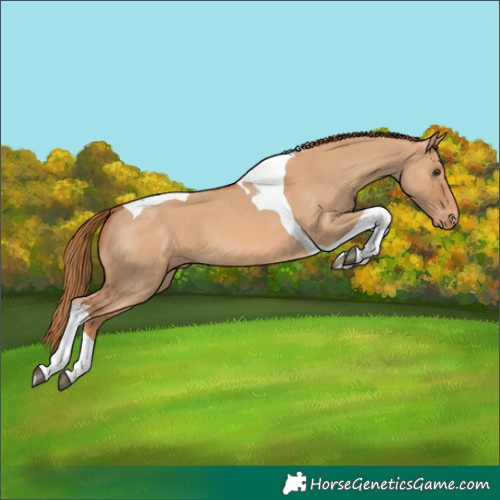 Horse Color:Red Dun Tobiano Varnish 