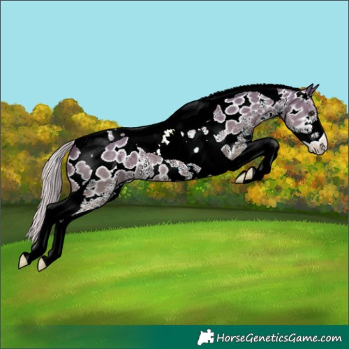 Horse Color:Silver Black Sabino Tobiano Appaloosa 