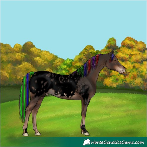 Horse Color:Void Painted Liver Chestnut Near Leopard 