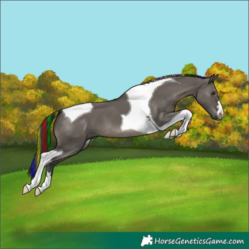 Horse Color:Painted Grullo Tobiano