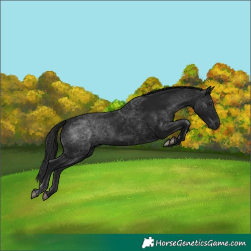 Horse Color:Gray Black