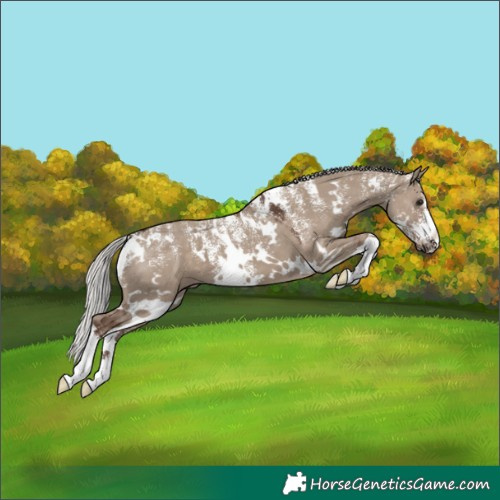 Horse Color:Powder White White Spotted Silver Grullo