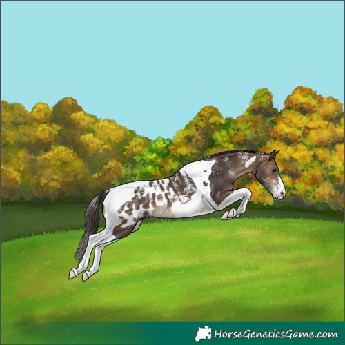 Horse Color:Powder White Brown Tobiano Appaloosa 