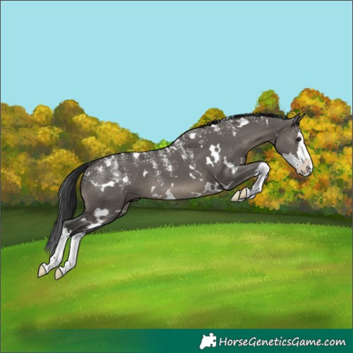 Horse Color:Powder White White Spotted Grullo Splash 