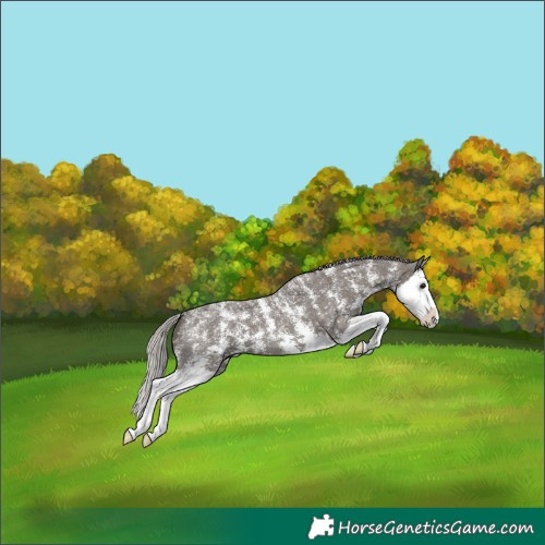 Horse Color:Powder White Silver Black Sabino Splash Snowflake Varnish 