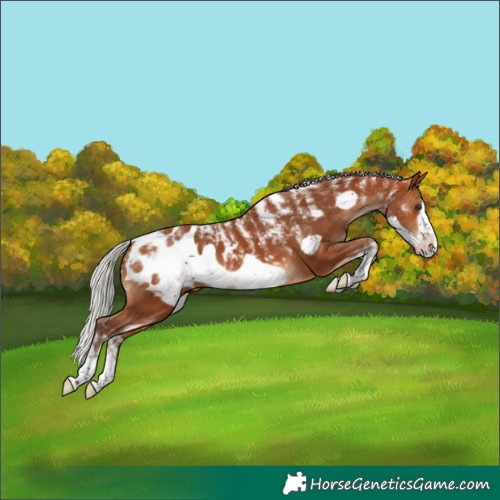 Horse Color:Powder White Silver Bay Frame Blanket 