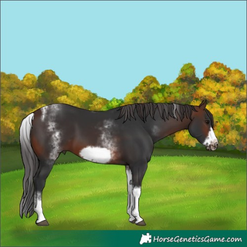 Horse Color:White Spotted Brown Tobiano Frame