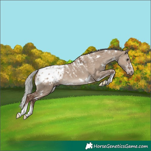 Horse Color:Powder White White Spotted Silver Grullo Blanket