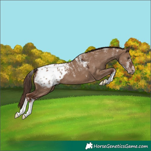 Horse Color:Powder White Liver Red Dun Appaloosa 