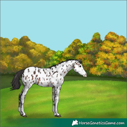 Horse Color:Brown Sabino Appaloosa