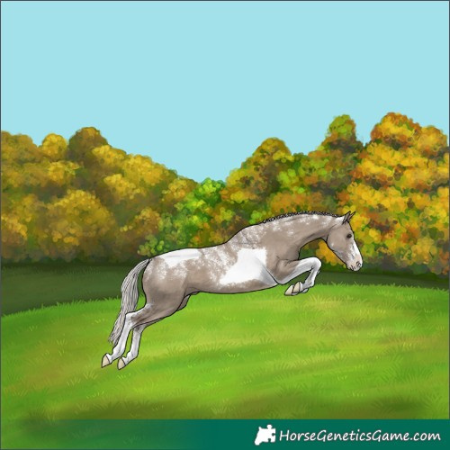 Horse Color:Powder White Silver Grullo Tobiano