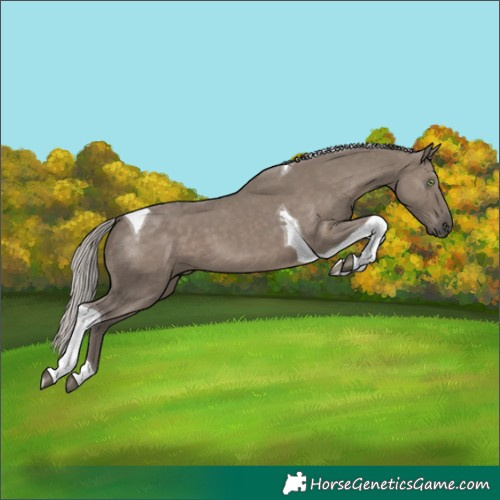 Horse Color:Silver Grullo Tobiano