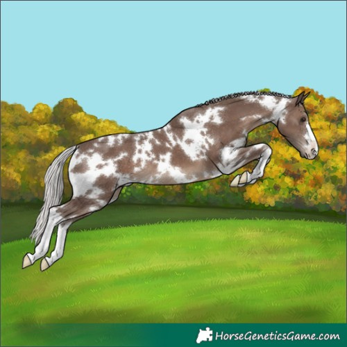 Horse Color:White Spotted Silver Black 