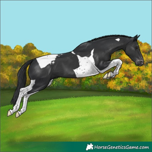 Horse Color:Black Tobiano Blanket 