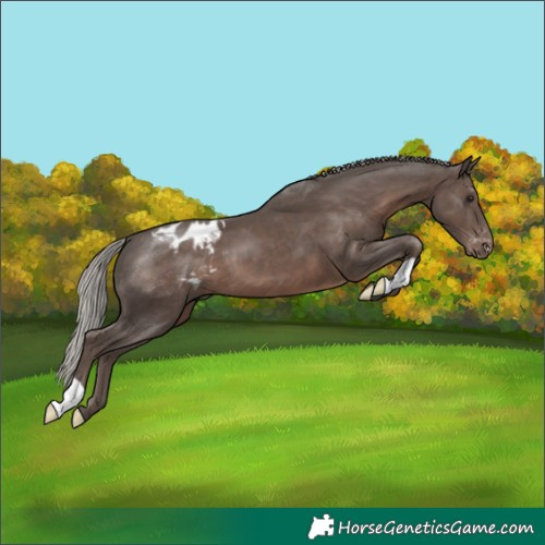 Horse Color:Silver Black Blanket