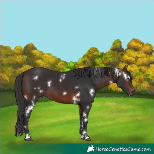 Horse Color:White Spotted Brown 