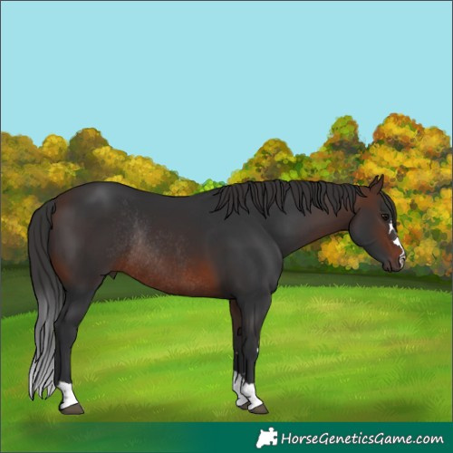 Horse Color:Brown Rabicano