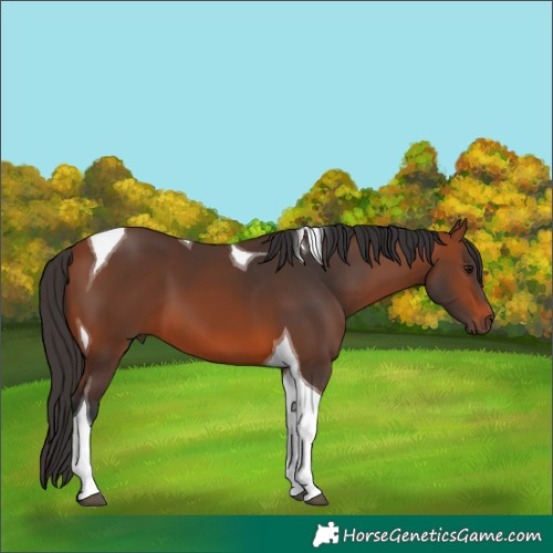 Horse Color:Bay Tobiano 