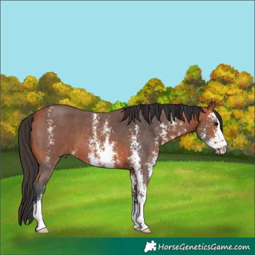 Horse Color:Bay Sabino