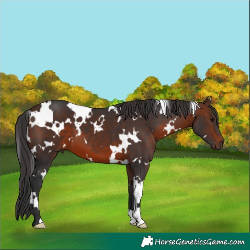 Horse Color:White Spotted Brown