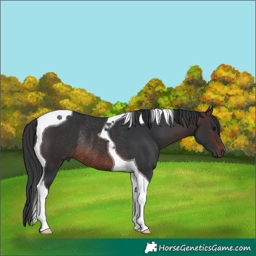 Horse Color:Brown Tobiano Rabicano