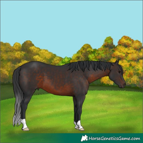 Horse Color:Brown 