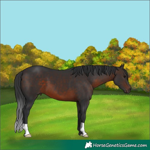 Horse Color:Brown 