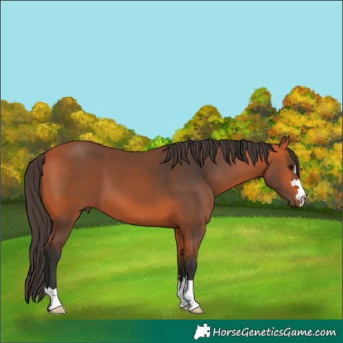 Horse Color:Bay 