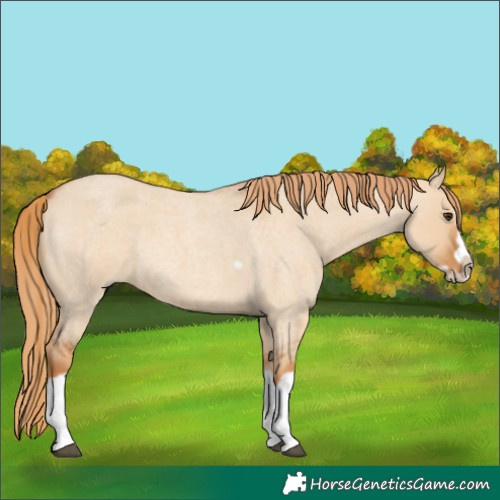 Horse Color:Red Dun Roan Splash Frame Rabicano 
