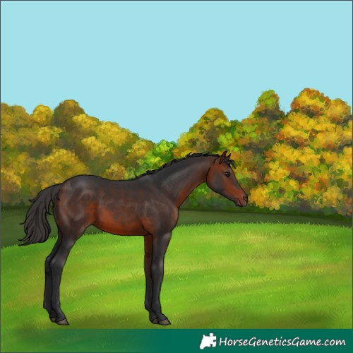Horse Color:Bay 