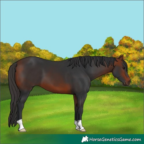 Horse Color:Bay 