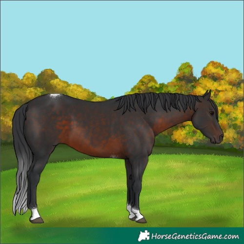 Horse Color:Brown Tobiano