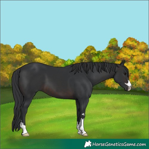Horse Color:Brown 