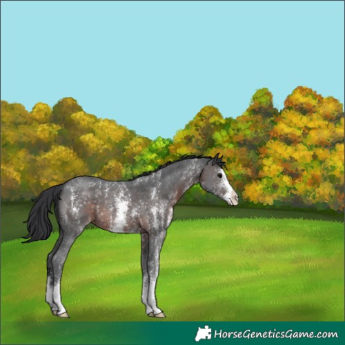 Horse Color:Brown Sabino