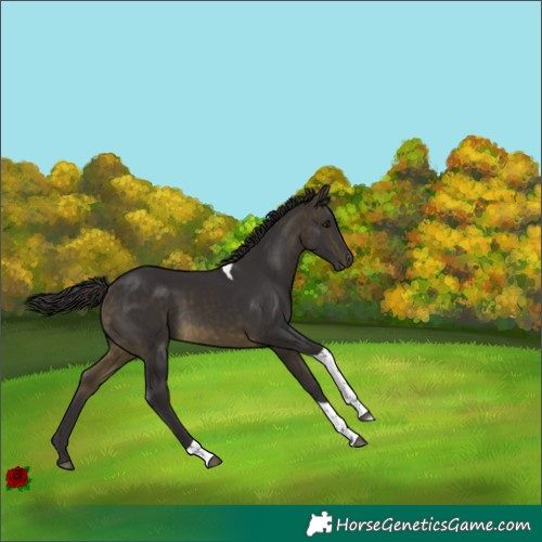 Horse Color:Buckskin Tobiano Rabicano