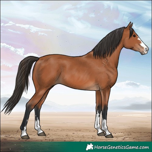 Horse Color:Bay 
