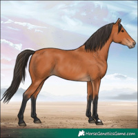Horse Color:Bay 