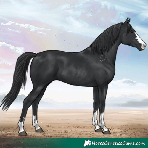 Horse Color:Black 
