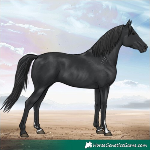Horse Color:Black 
