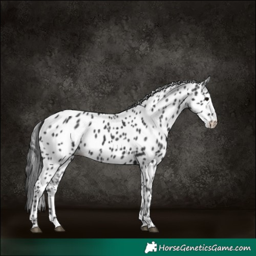 Horse Color:Black Leopard