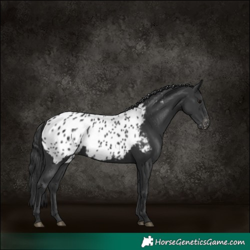 Horse Color:Black Near Leopard