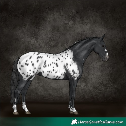 Horse Color:Black Blanket 