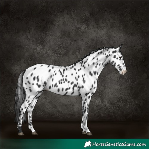 Horse Color:Black Appaloosa 