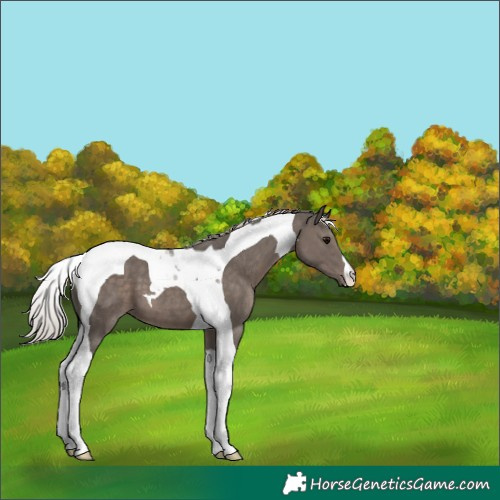 Horse Color:Silver Black Tobiano 