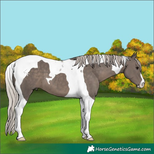 Horse Color:Silver Black Tobiano